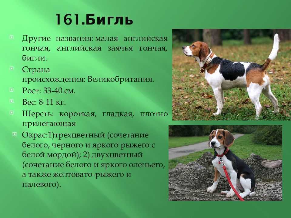 Описание собак мини биглей: особенности американского и французского вида