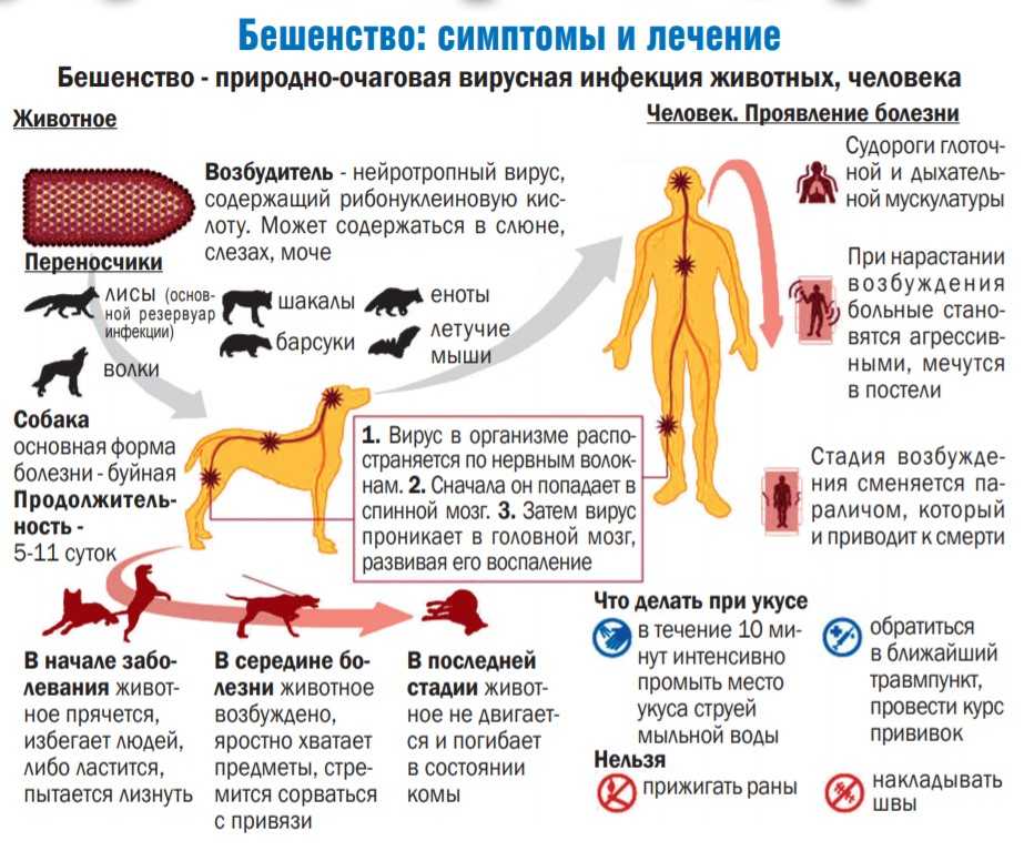 Лечение при трахеите у собак