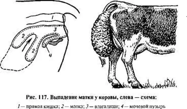 Матка животных. Выпадение матки после родов у коровы. Выворот и выпадение матки у животных.