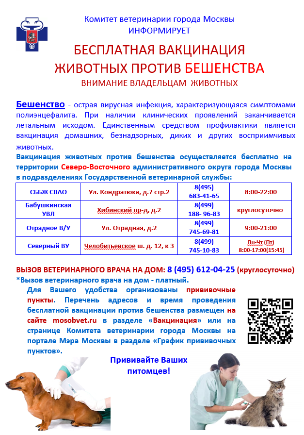Вакцины для кошек: виды и популярные препараты