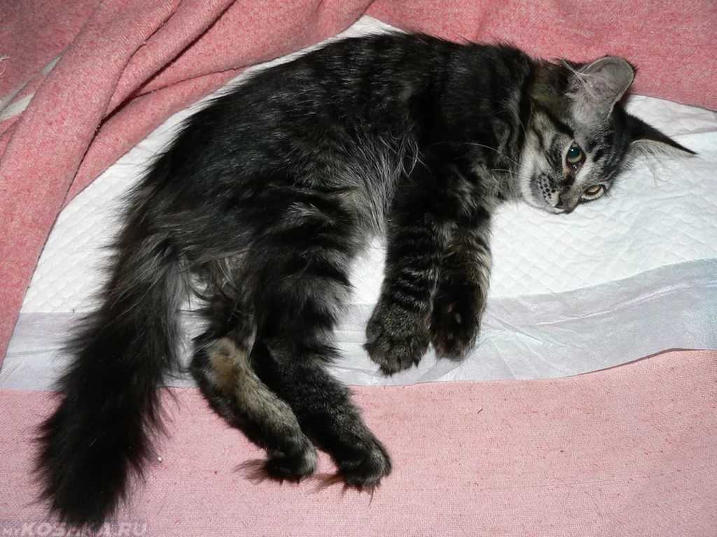 Кошка хромает на заднюю лапу без видимых повреждений, что делать?