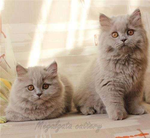 Все о британских кошках и котах