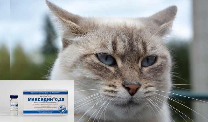Насморк у кошки: симптомы и лечение | ваши питомцы