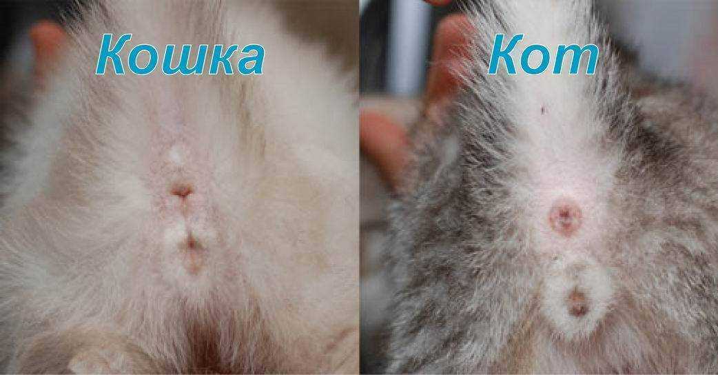 Кошка после родов беспокойная мяукает: кровяные выделения на второй день, что делать