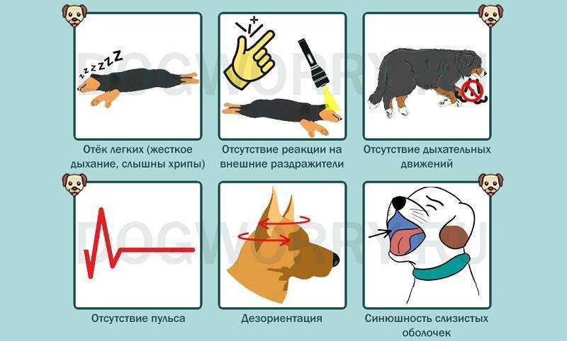 Острые нарушения мозгового кровообращения у собак – центр ветеринарной неврологии и нейрохирургии