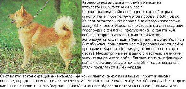 Популярные виды лаек с описанием и фото