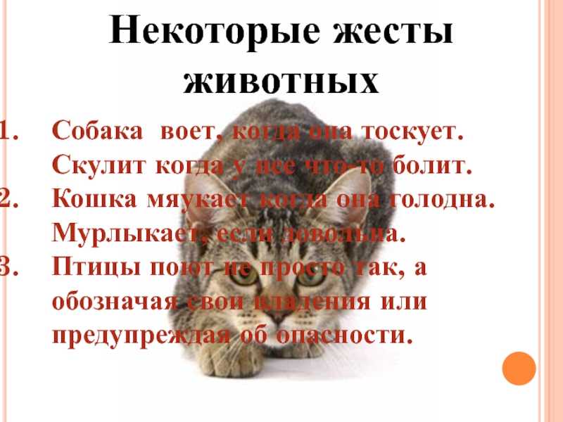  кот плачет:11 причин, по которым кошка может плакать, как плачут котята.кошкины слезы