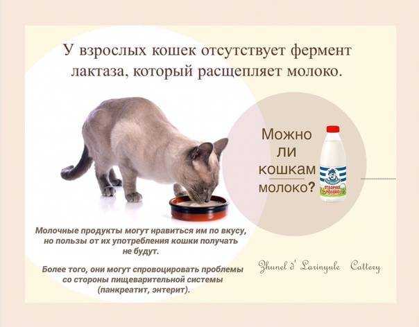 Кот плохо ест. кот мало ест. почему домашний кот стал мало кушать