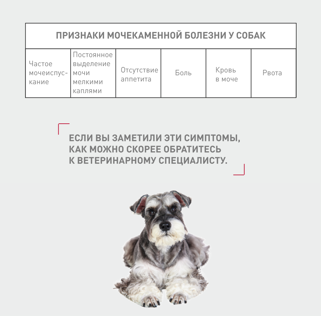 Цистит у собаки – описание, симптомы, лечение, профилактика