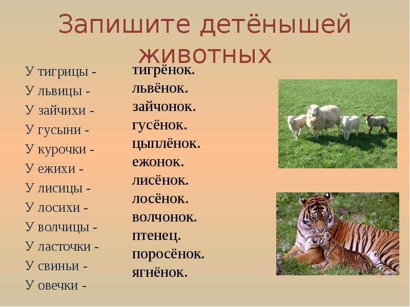 Поможем выбрать имя кошке: научный подход к проблеме