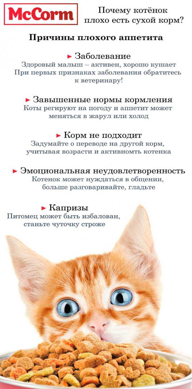 Пожилая кошка: особенности ухода и питания