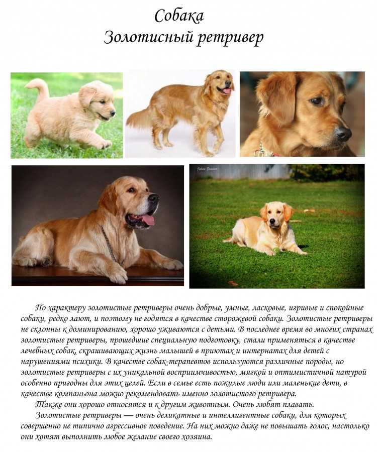 Золотистый ретривер | собакопедия вики | fandom