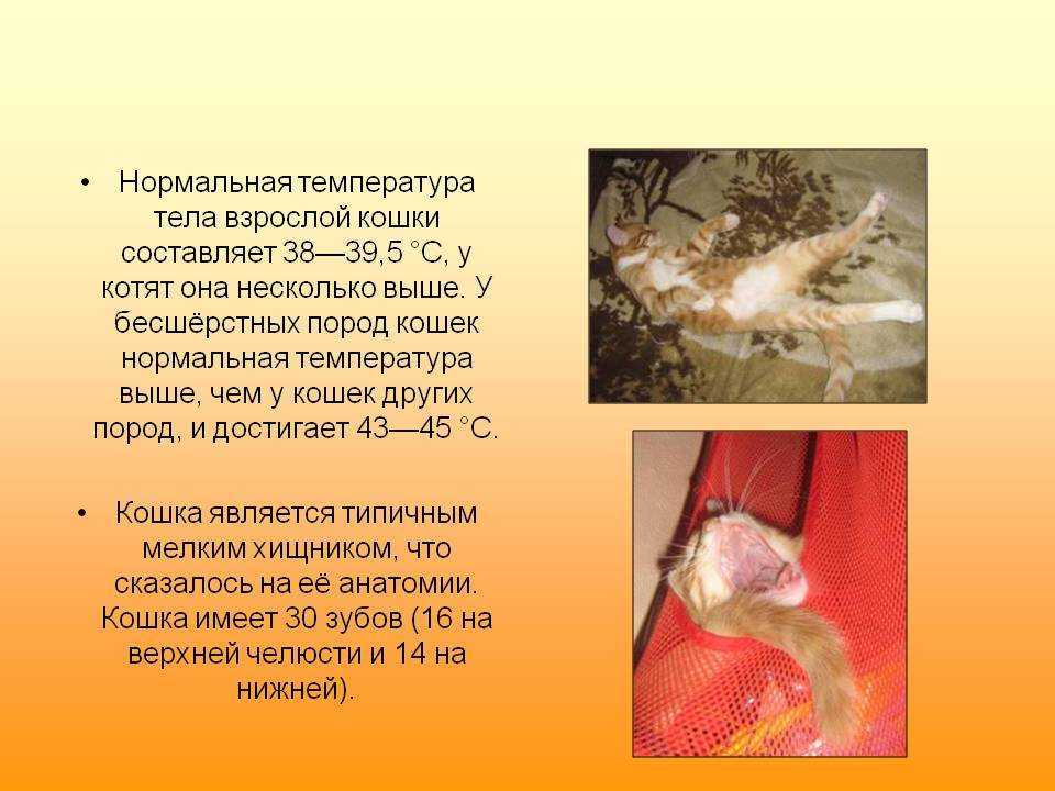 Какая нормальная температура у кошек?