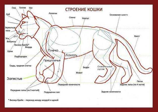 Где находится холка у кошек Почему самки берут котят за холку чтобы перенести в нужное место Можно ли брать взрослых котов за загривок Как воспитать питомца используя холку