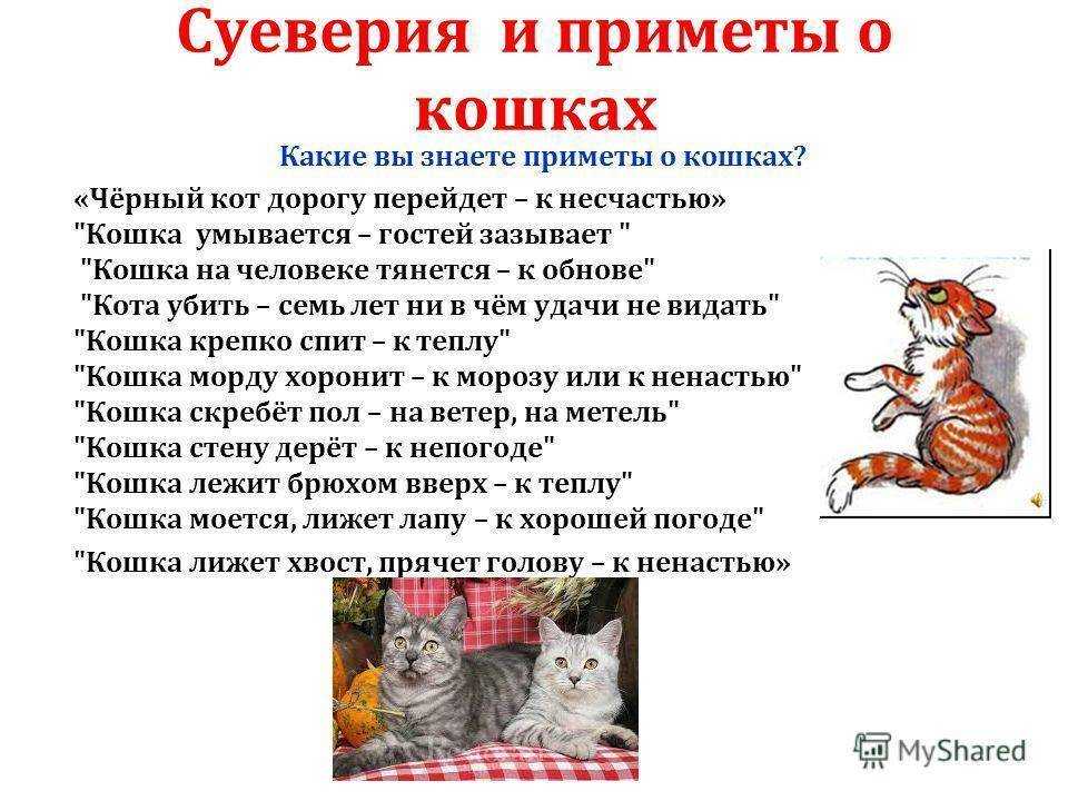 Почему кошки любят спать с хозяевами: привилегия или необходимость. рассуждения опытных заводчиков | ваши питомцы
