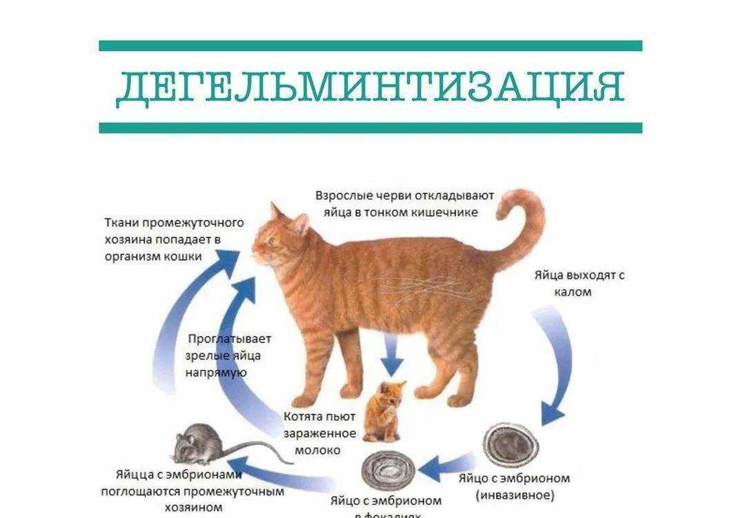 Виды глистов у кошек: пути заражения, симптомы и лечение | звери дома