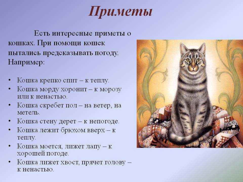 В чем причина сильного мяуканья кота