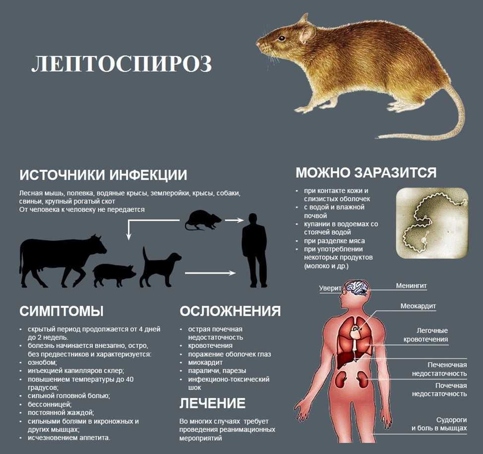 Лептоспироз животных | сеть ветеринарных клиник «ветус»