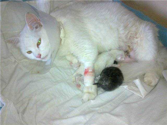 Уход за беременной кошкой