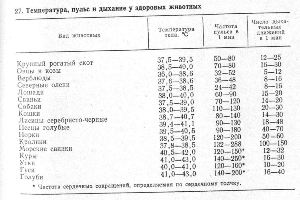Как понять, что у кошки температура: проверяем с помощью градусника и внешним признакам | звери дома