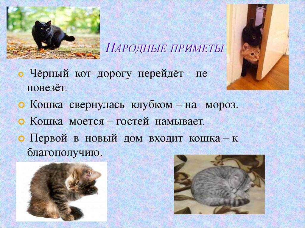 Народные приметы про кошек: к чему умываются, чихают, умирают
