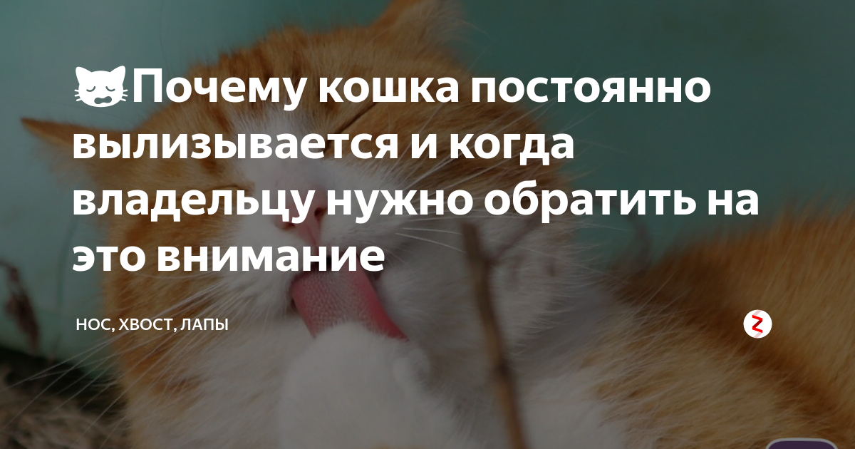 Что делать если кошка постоянно чешется как оказать первую помощь питомцу в домашних условиях Причины и профилактика зуда у котов