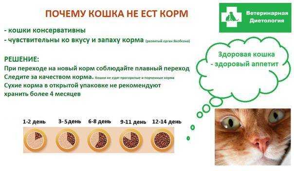 9 причин почему кошка срыгивает еду после еды - что делать