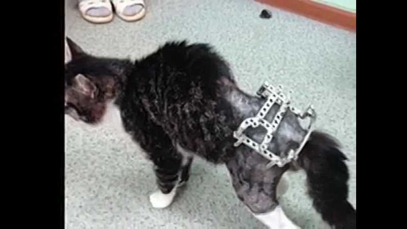 Перелом у кошки