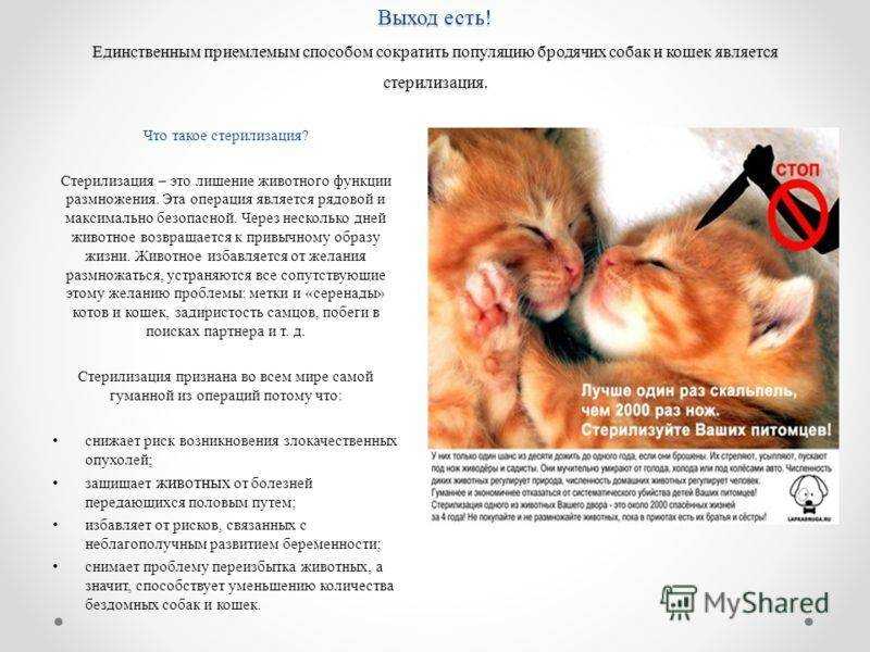 Уход за кошкой после стерилизации по дням: шов, что можно, что нельзя