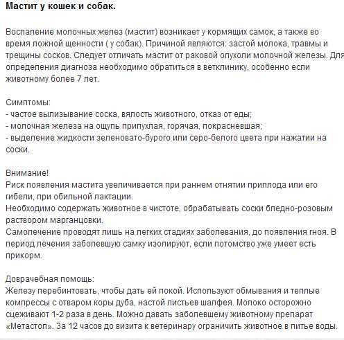 Мастит у кошки - лечение в домашних условиях гнойного, серозного мастита у кошек
