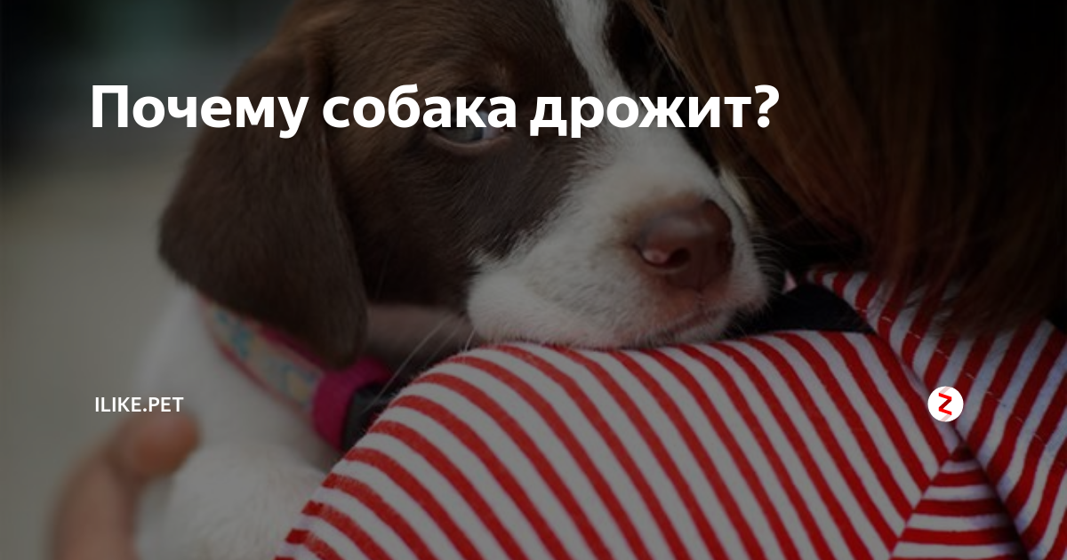 Дрожь у собак