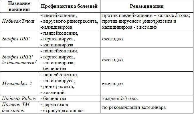 Прививки у кошек