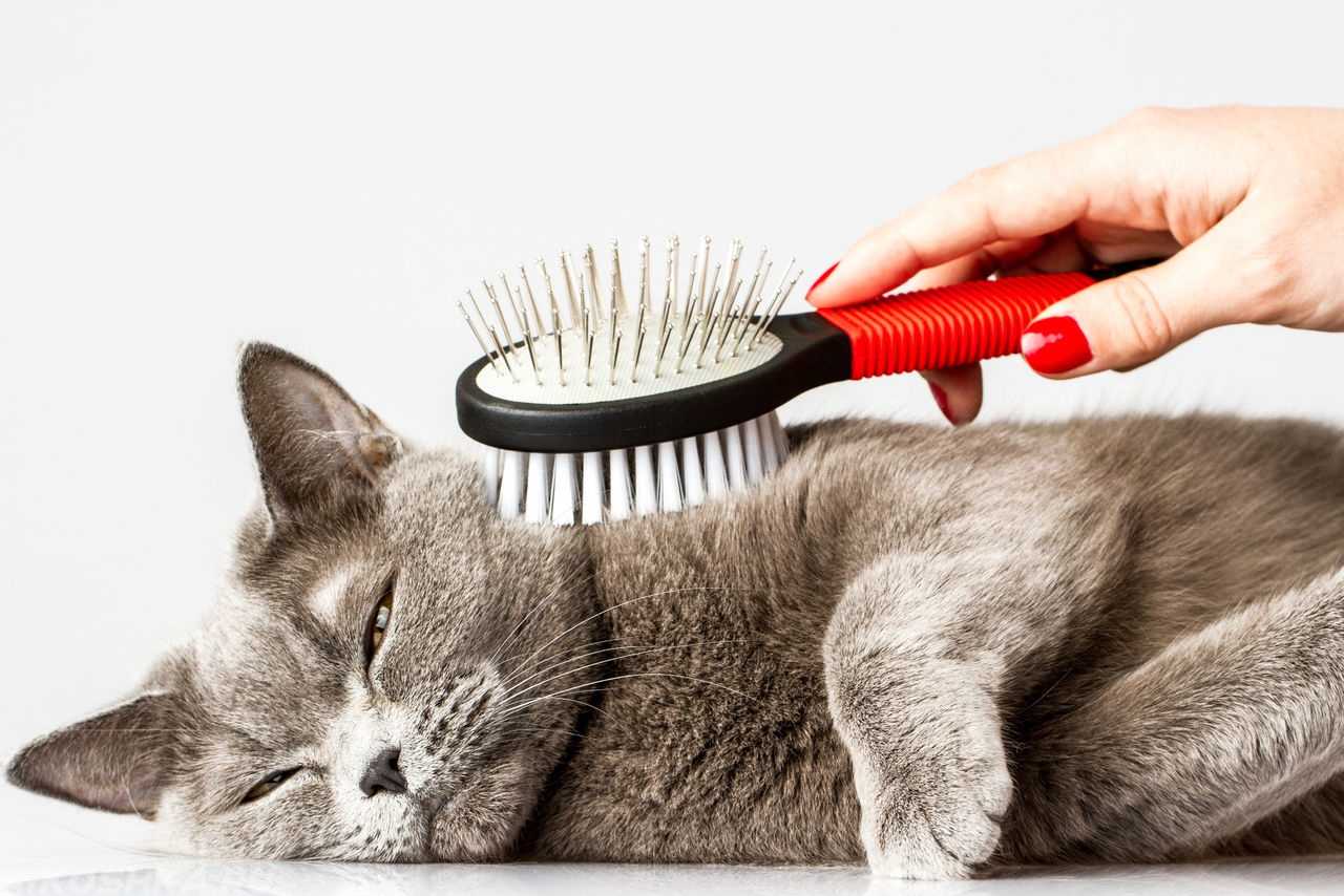 Как ухаживать за британским котенком, взрослыми котом, кошкой