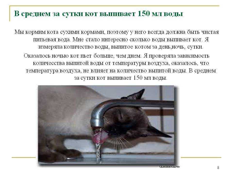 5 причин почему кот много пьет воды - заболевания и лечение