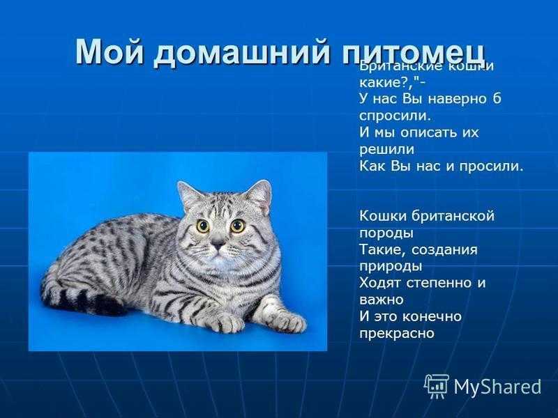 Вся правда о вислоухом британском коте