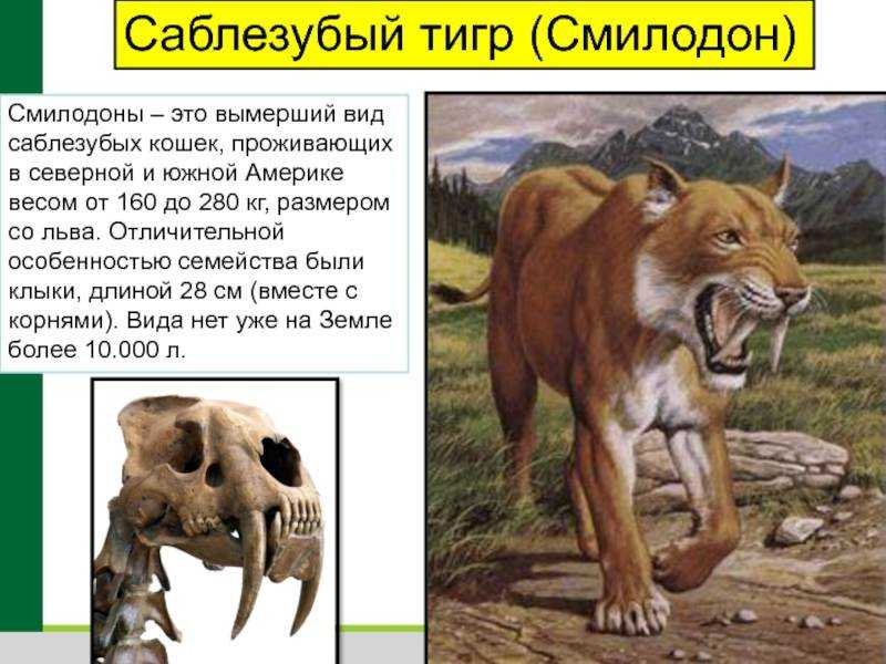 Саблезубые кошки: характер и внешность вымершего вида, образ жизни и ареал обитания, причины исчезновения