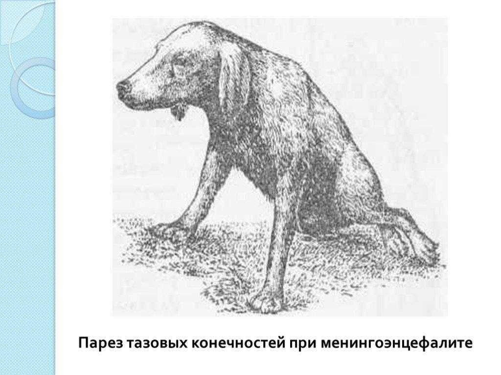 Внутреннее строение собаки. сколько костей в теле собаки?