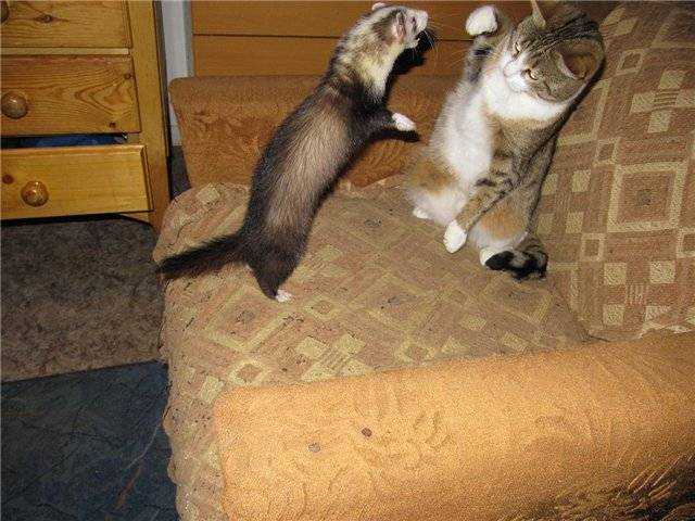 Домашний хорек и кошка: уживаются ли хорьки с кошками, котами в одном доме?