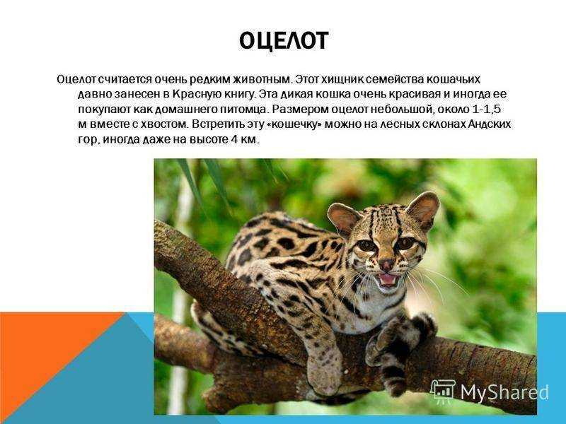 Черноногая кошка: вампир из подземелья