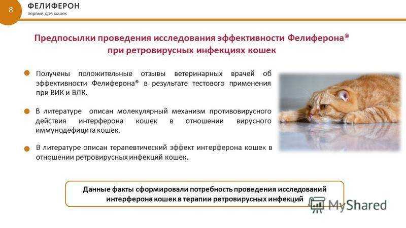 Вик у кошек - симптомы и лечение вирусного иммунодефицита
