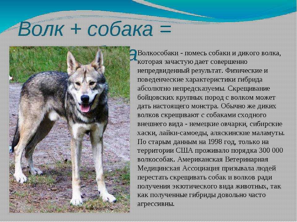 Волчья собака сарлоса или саарлосский вольфхунд — описание породы