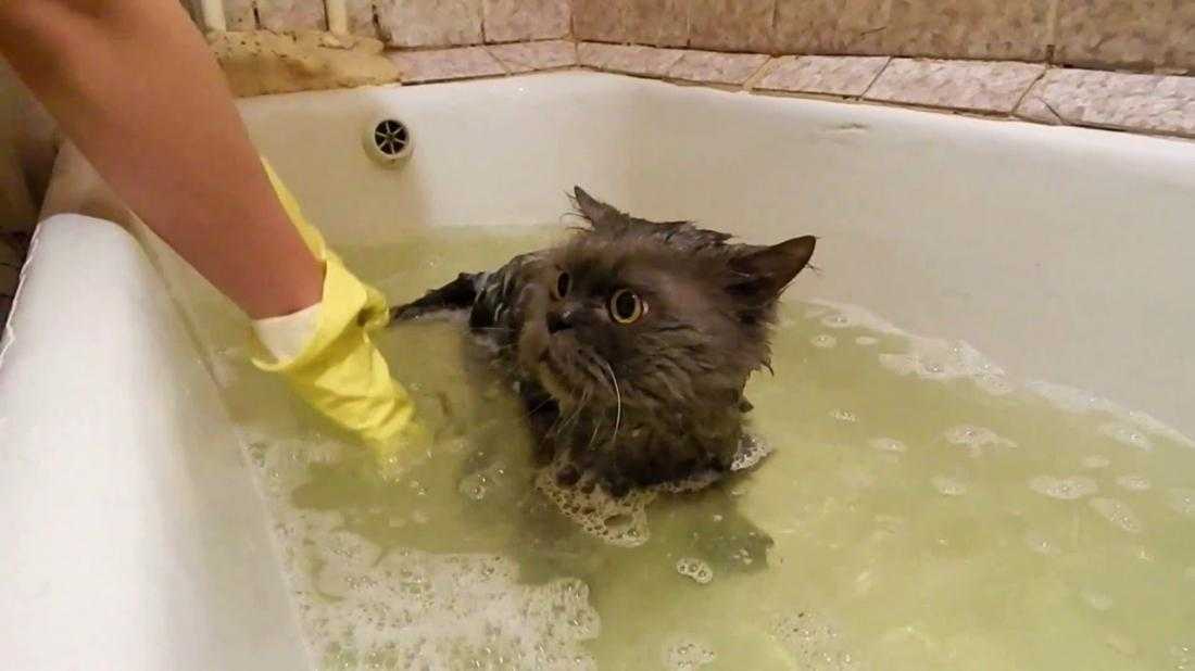 Почему коты боятся воды: причины, как купать котенка, взрослую кошку