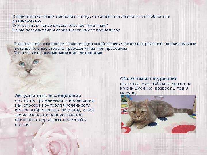 Стерилизация кошек: плюсы и минусы. стерилизация в ветклинике.