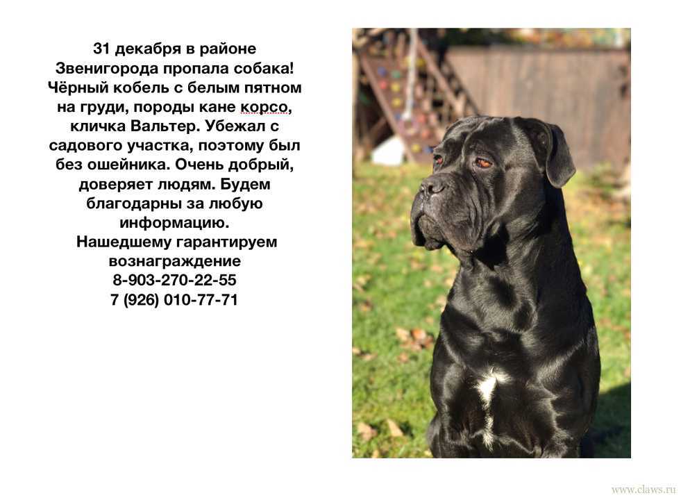 Кане корсо - характер, разновидности породы, стандарты