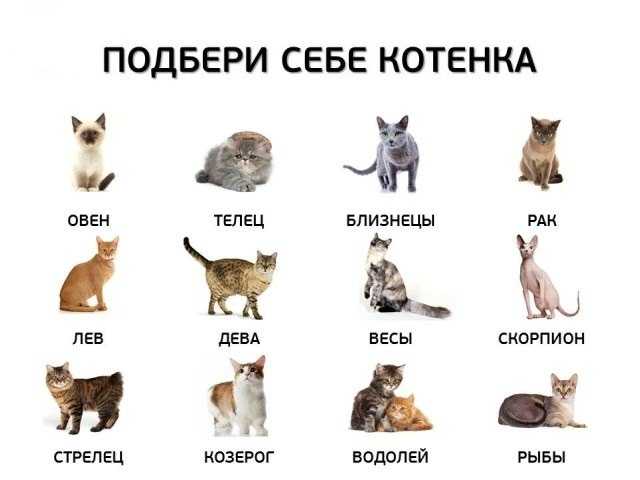 Лучшие породы кошек для детей по версии сайта "ваши питомцы"