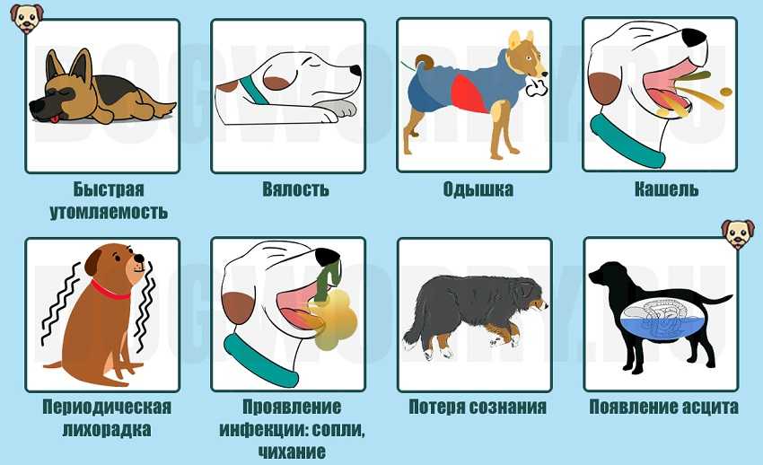 Кашель у собак мелких пород.