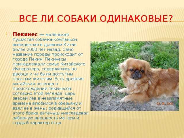 Порода пекинес: описание, характеристика, фото | все о собаках