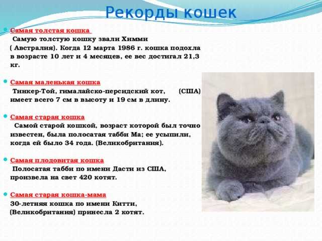 Большие кошки: обзор крупных пород