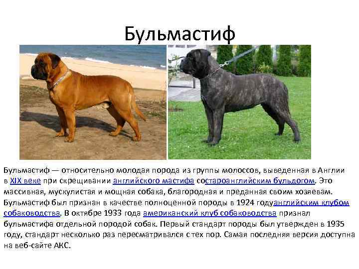 Собаки молоссы — какие породы к ним относятся? - планета мир