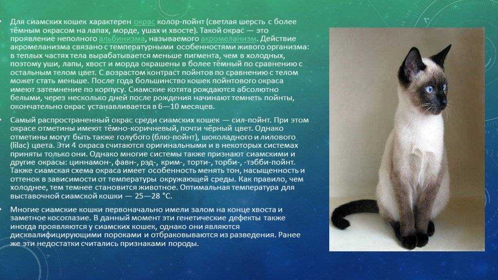 Сиамская кошка: развенчиваем мифы о породе и знакомимся с ней поближе